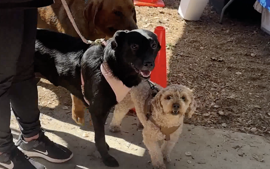 C.A.R.E.4Paws serves thousands of pets with critical care